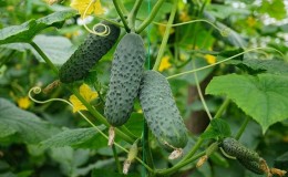 A popular among summer residents hybrid of cucumbers 