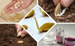 How to properly prepare cucumber seeds for sowing in a greenhouse and open field