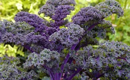 Features of growing a leafy hybrid of Redbor f1 cabbage