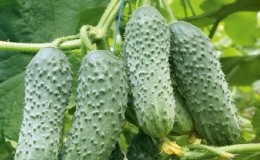 Dutch hybrid cucumber 