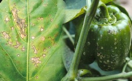 Pests of sweet pepper and the fight against them: photos of leaves and the most effective methods of saving the harvest