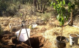 How to properly plant cherries in autumn: instructions for a novice gardener