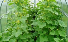 We grow cucumbers in a greenhouse: the rules of care from planting to harvest