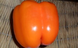 How to properly grow fruitful Siberian Bonus pepper with bright and incredibly tasty fruits