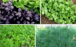 When to sow parsley and dill before winter and is it possible to do it