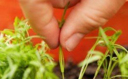 Step-by-step instructions for beginner gardeners: how to properly thin out carrots and what is it for