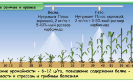 What is leaf feeding of wheat and what fertilizers can be used for these purposes