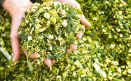 How is the cultivation and harvesting of corn for silage: the secrets of agricultural technology from sowing to storage of the crop