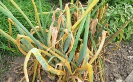 What to do if the onion turns yellow in the garden, and why it happens