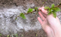How and how to feed raspberries in the fall