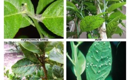 Lemon pests and diseases: treatment and prevention at home