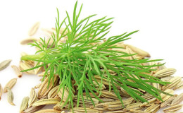 What is the difference between fennel and dill, how to distinguish them and where to apply them