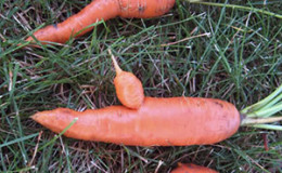Reasons why carrots are gnarled and horny and methods of growing even root crops