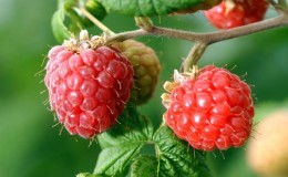 Benefits and features of early raspberries