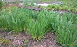 Cold-resistant type of onion