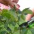 Instructions for beginner growers: how to prune roses after flowering in summer so that they bloom again
