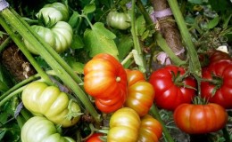 A miracle of Dutch selection - tomato