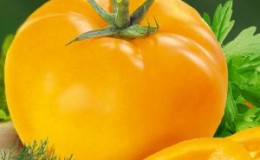 Why summer residents like the Ilya Muromets tomato and how to grow it on their own on their own plot
