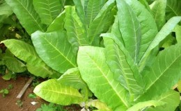 The most popular Virginia tobacco variety for on-site and home cultivation