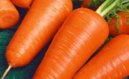 Early ripening carrot hybrids: Shantane, Cordoba, Red Core