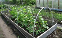 Step-by-step instructions for novice summer residents: how to tie cucumbers correctly, the best ways