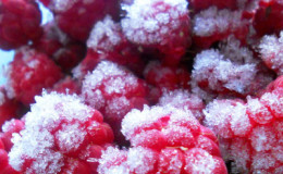 The best ways to freeze raspberries for the winter correctly