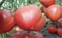 How to achieve maximum yield from the Eagle's Beak tomato?