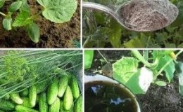 How to feed cucumbers with a mullein: preparation of fertilizer and the rules for its application