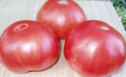 We grow a giant tomato on our site: planting secrets and care tips