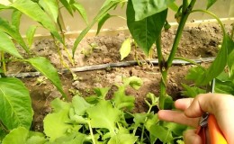 Why pinch pepper and how to do it correctly