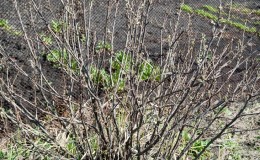 Why currant bushes dry and what to do to solve the problem