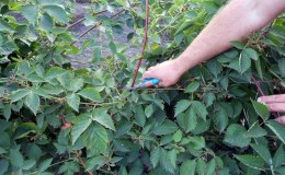 How to properly prune blackberries in the summer: instructions and diagrams
