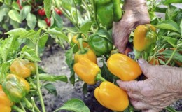 When to remove peppers from a bush: harvest on time