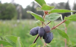 Kamchatka honeysuckle - description and the best varieties