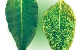 What are the diseases in sweet pepper: methods of dealing with them and photos of leaves