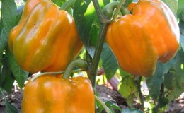 How to grow Bogdan pepper on your site: an overview and secrets of getting a rich harvest