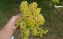 Description of grape variety Kishmish 342