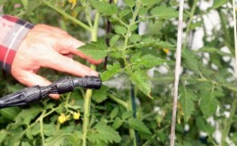 We treat and prevent tomato diseases: how to process tomatoes with Bordeaux mixture - step-by-step instructions for beginners
