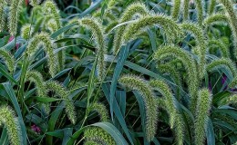 Varieties and classification of Italian millet