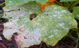 The best folk remedies for treating cucumbers for diseases