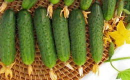 The early ripening hybrid of Maryina Roscha f1 cucumber, loved by summer residents for its high yield