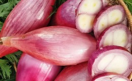 Features of cultivation and folk recipes with