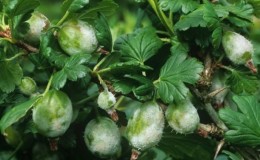 Gooseberry diseases and their treatment