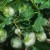Gooseberry diseases and their treatment