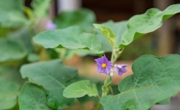 What to do if eggplants are not tied in the open field and why it happens