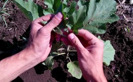 When and how to pinch eggplants: a step-by-step guide for novice summer residents
