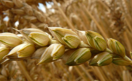 What is soft wheat, how it differs from hard wheat and where is it used