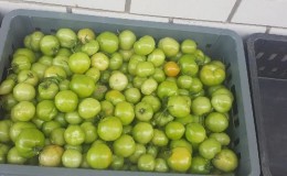 How to store tomatoes so that they turn red: accelerate ripening and keep the vegetable fresh for a long time
