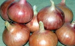 Delicious Rossana onion: description and tips for growing