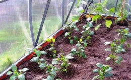 What is the best way to plant pepper in a greenhouse: the rules of a successful neighborhood for a good harvest